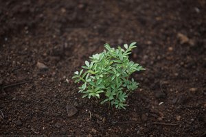 Indigo (indigofera Suffruticosa) — Fidel Ugarte