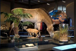 Horses, Grass And Climate — Carola Radke (mfn)