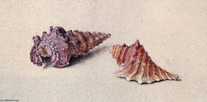 Study Of Two Shells — John Ruskin