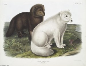 Vulpes Lagopus, Arktischer Fuchs. Winter- Und Sommerfellzeichnung — John James Audubon