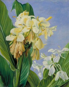 Fiori Di Hedychium, Giardini Botanici, Brasile — Marianne North