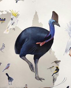 Southern Cassowary — Jane Kim