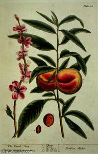 The Peach Tree — Elizabeth Blackwell