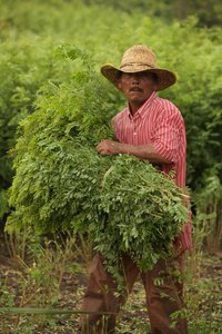 Harvesting Indigo — Fidel Ugarte