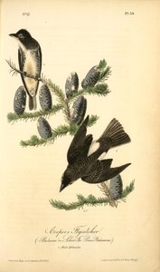 Cooper's Flycatcher, 1. Male, 2. Female. (balsam Or Silver Fir. Pinus Balsamea) — John James Audubon