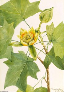 Tuliptree (liriodendron Tulipifera) — Mary Morris Vaux Walcott
