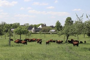 La Falize - Sheep — Joseph Lucien Mignon-falize