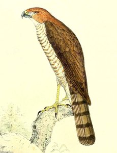 Untitled (aqtgn8) — John Gerrard Keulemans