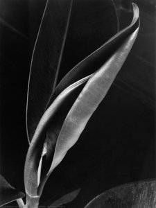 Rubber Plant 3