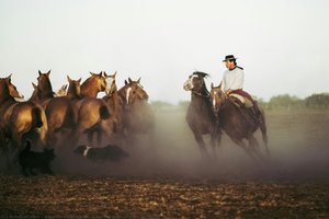 Gaucho Training His Trupilla — Angelo Chiacchio
