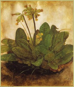 Primula — Albrecht Dürer