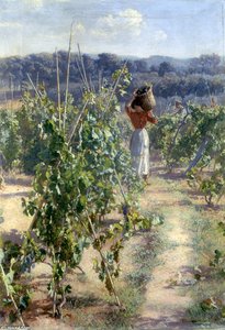 Grape Harvesting — Elin Kleopatra Danielson-gambogi