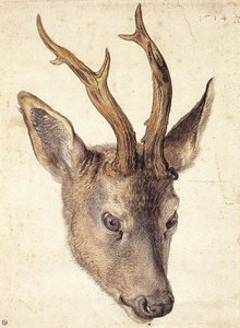 Hirschkopf — Albrecht Dürer