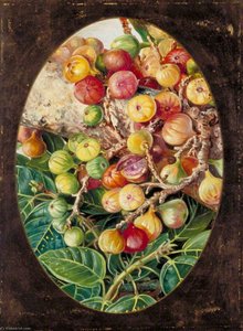 Fogliame E Frutti Del Fico Considerato Sacro Dagli Indù — Marianne North
