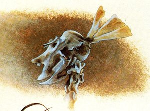 Head Of Homo Rodans 1 — Remedios Varo
