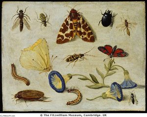 Insects — Jan Van Kessel