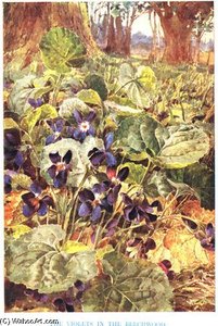 Violets In The Beechwood — Louis Fairfax Muckley