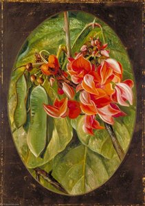 Il Dhak O Teak Bastardo — Marianne North