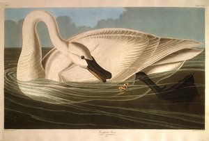 Trumpeter Swan — Robert Havell