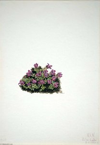 Purple Saxifrage (saxifraga Oppositifolia) — Mary Morris Vaux Walcott
