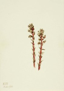 Røde Kvaldyr — Mary Vaux Walcott
