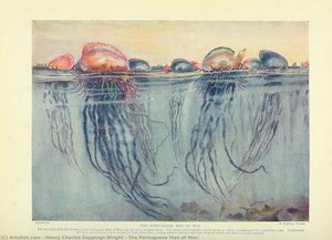 The Portuguese Man Of War. — Henry Charles Seppings Wright