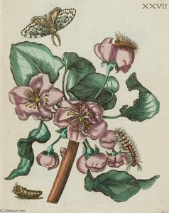 Erucarum Ortus, Alimentum Et Paradoxa Metamorphosis — Maria Sybilla Merian