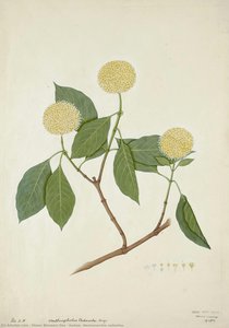 Kadam (neolamarckia Cadamba) — Diwan Bhawani Das