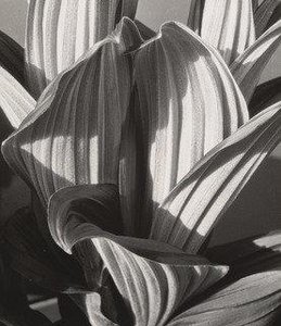 Glacial Lily — Imogen Cunningham