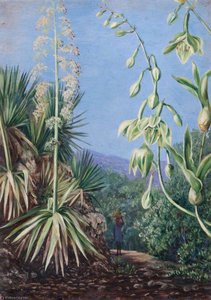 Mountain Path With (as Yet) Unidentified Plants — Marianne North