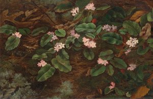 Trailing Arbutus — Fidelia Bridges