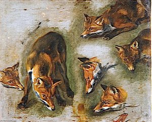 Renards — Boel Pieter (boule)