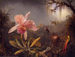 Cattleya Orchid And Three Brazilian Hummingbirds — मार्टिन जॉनसन हेड