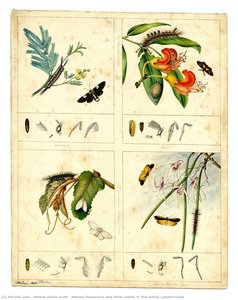 Nataxa Flavescens And Other Moths In The Family Lymantriidae — Helena Nellie Scott