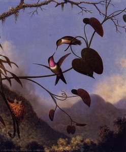 Amethyst Woodstar — Martin Johnson Heade