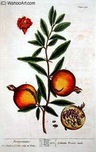 Punica Granatum — Elizabeth Blackwell