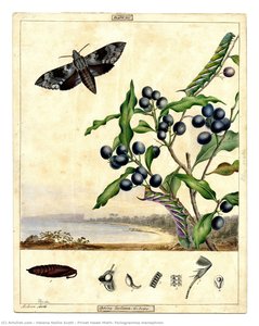 Privet Hawk Moth, Psilogramma Menephron — Helena Nellie Scott