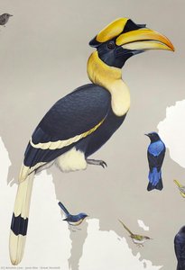 Velký Tukán — Jane Kim