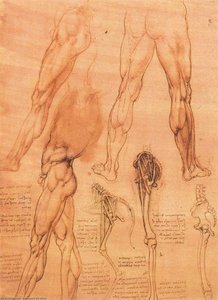 İnsan Bacaklarının Ve Atın Bacağının Çalışmaları — Leonardo Da Vinci