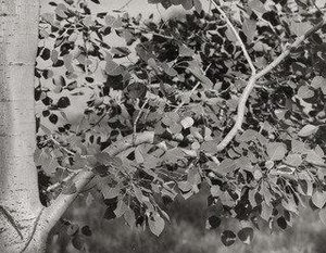 Poplar — John Miller