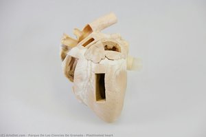 Plastinated Heart — Parque De Las Ciencias De Granada