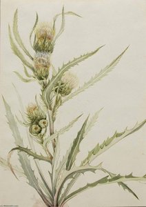 White Thistle (cirsium Hookeranum) — Mary Morris Vaux Walcott