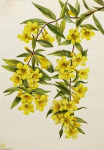 Carolina Jessamine (gelsemium Sempervirens) — Mary Morris Vaux Walcott
