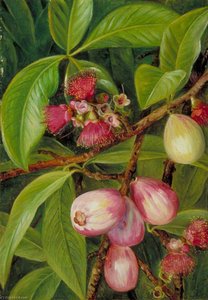 Fogliame, Frutti E Fiori Di Una Rosa Dell'india, Giava — Marianne North
