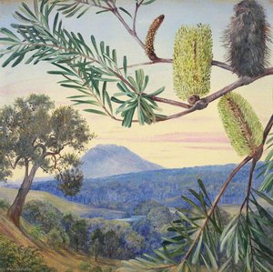 Banksia Of Tasmania — Marianne North