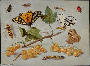 Butterflies And Insects — Jan Van Kessel