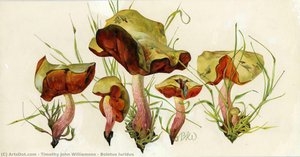 Boletus Luridus — Timothy John Williamson