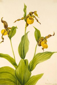 Small Yellow Ladyslipper (cypripedium Parviflorum) — Mary Morris Vaux Walcott
