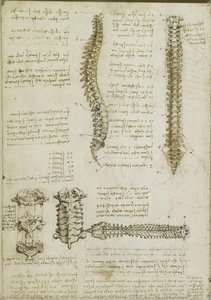 Recto: Povrchní Anatomie Ramene A Paže. Verso: Páteřní Sloupec — Leonardo Da Vinci