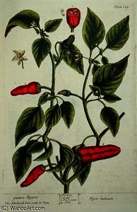 Guinea Pepper — Elizabeth Blackwell